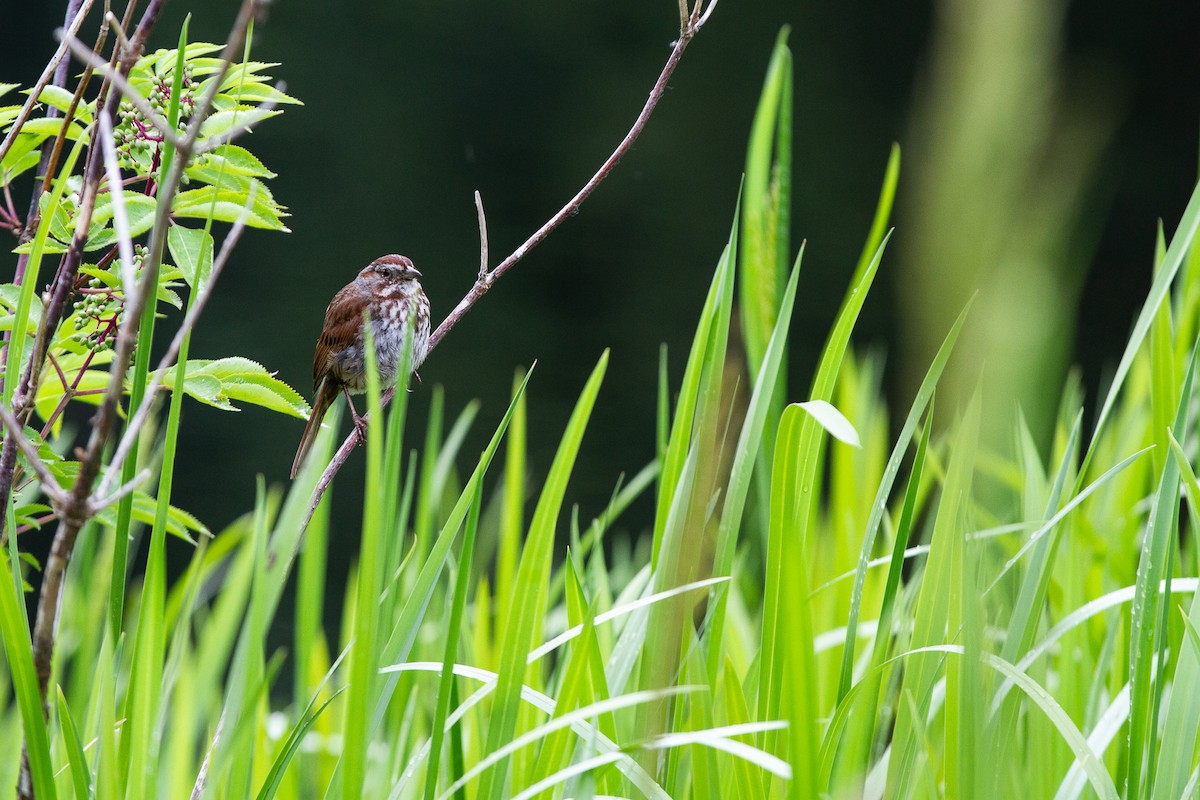 Song Sparrow - ML346109121