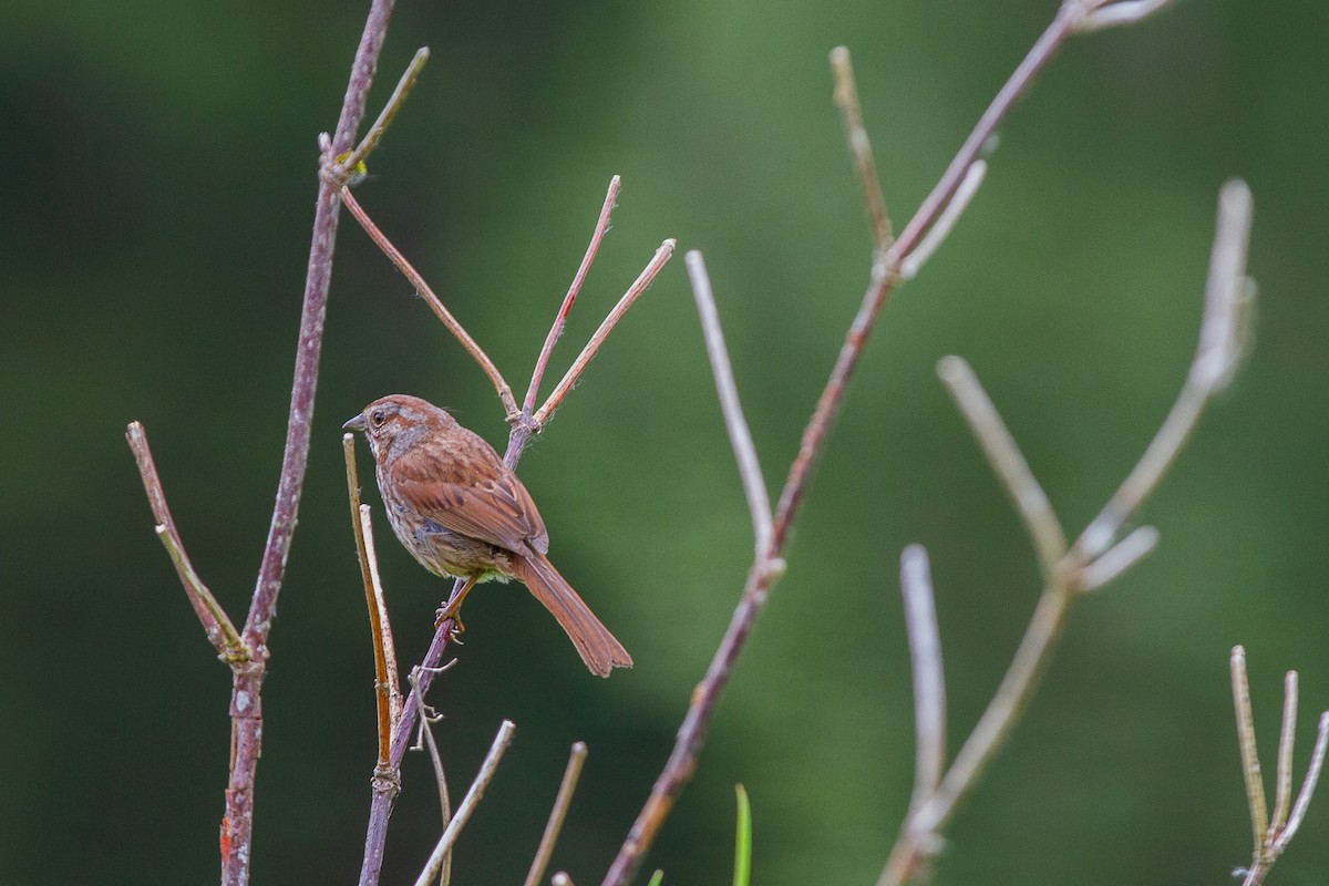 Song Sparrow - Tyler Belanger