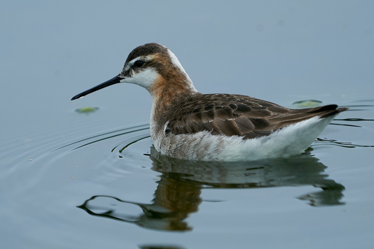 Wilson's Phalarope - Jack Williamson