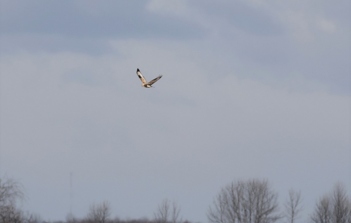 Rough-legged Hawk - ML346109411