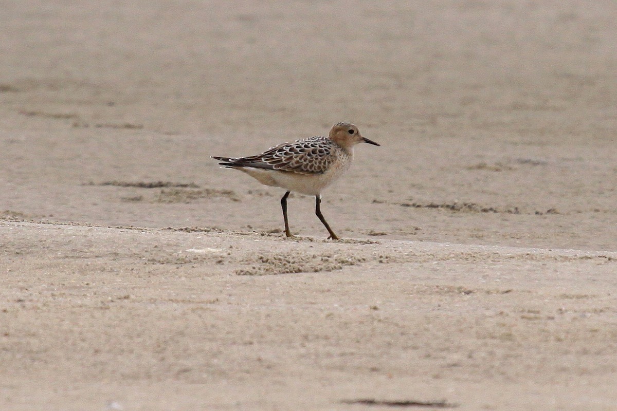 Buff-breasted Sandpiper - Greg Page