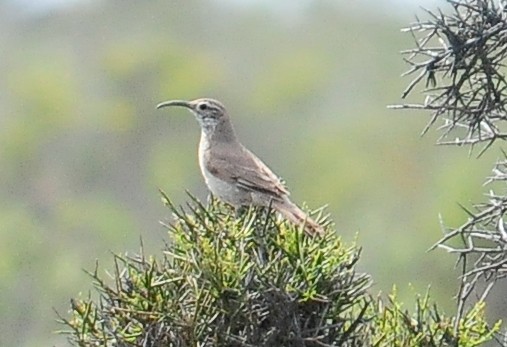 Scale-throated Earthcreeper - ML34611241