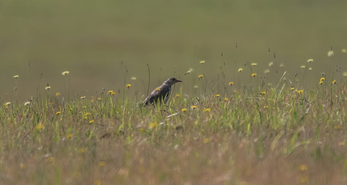 Mistle Thrush - ML346113321