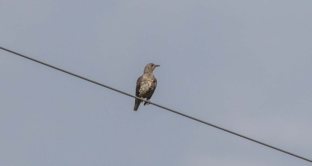 Mistle Thrush - ML346113361