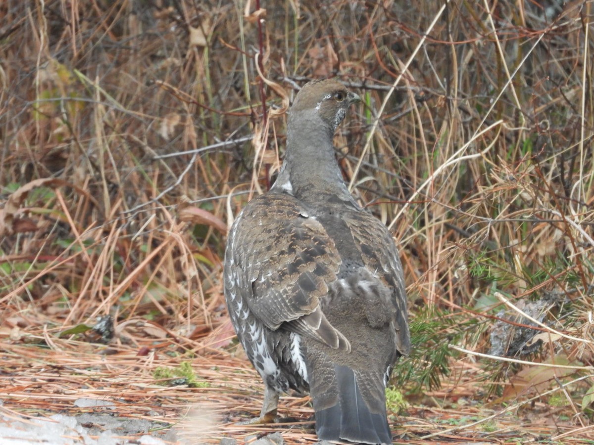 Dusky Grouse - ML346113461