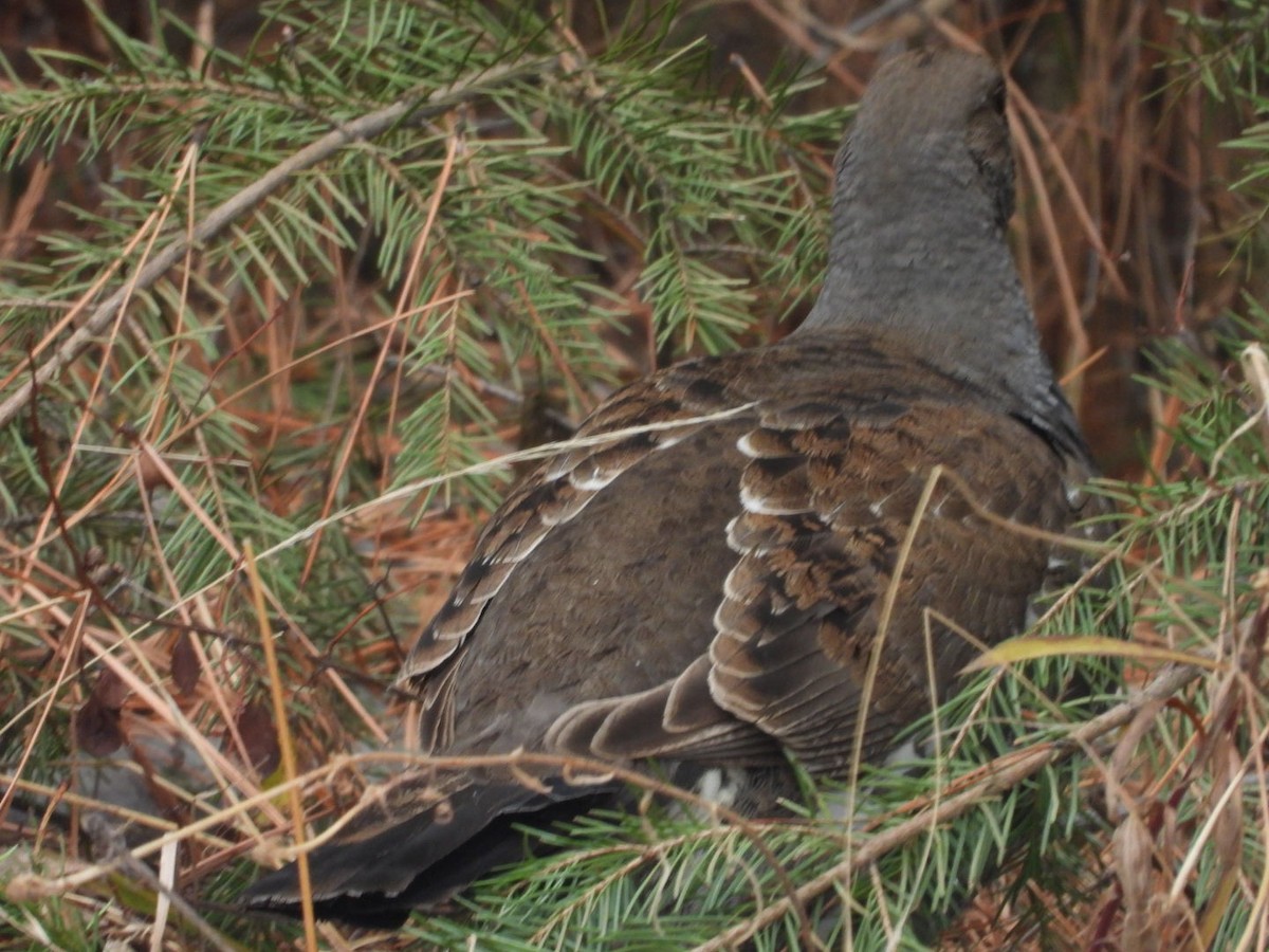 Dusky Grouse - ML346113471