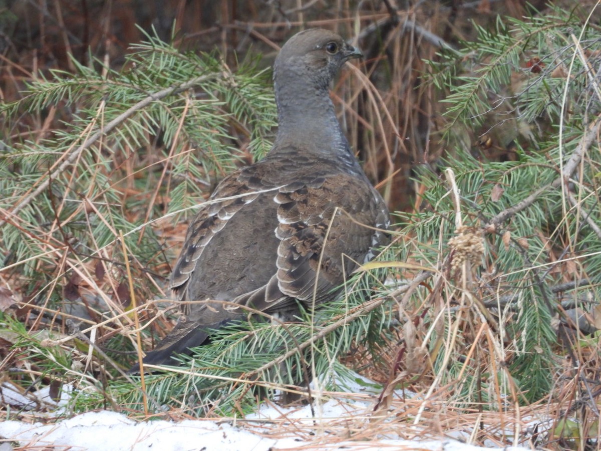 Dusky Grouse - ML346113481