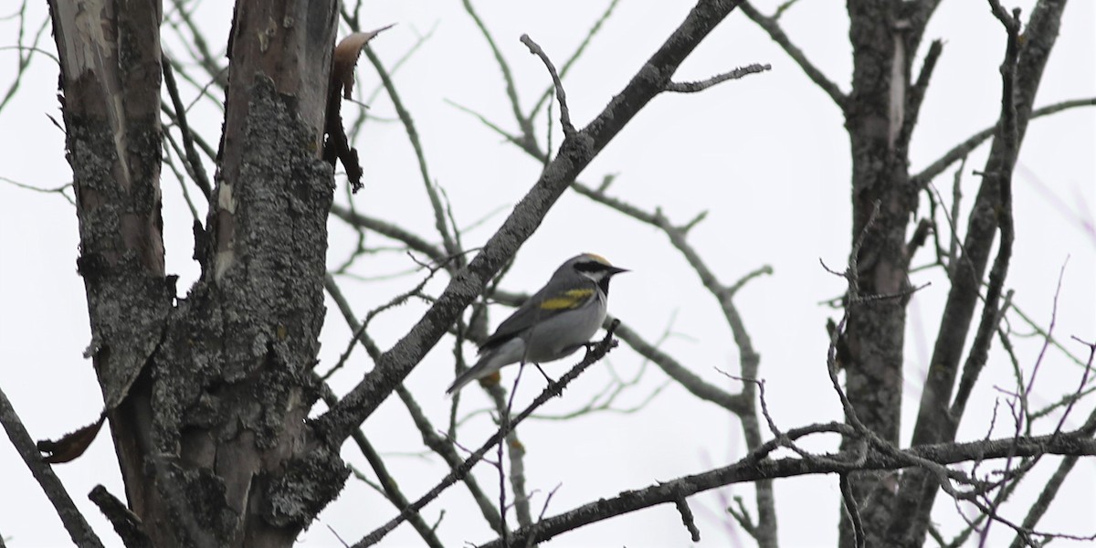 Golden-winged Warbler - ML346113721