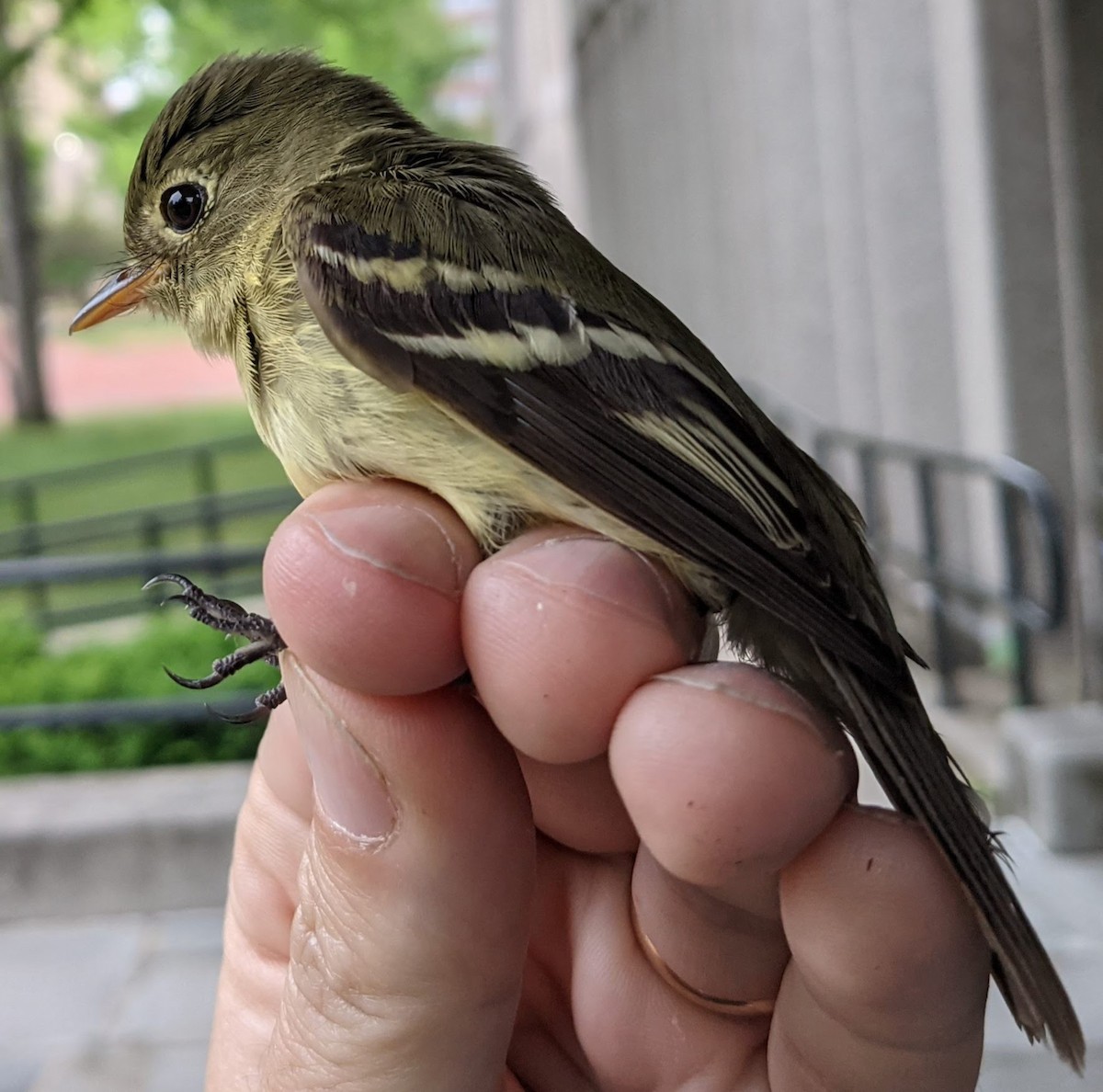 Yellow-bellied Flycatcher - ML346114431