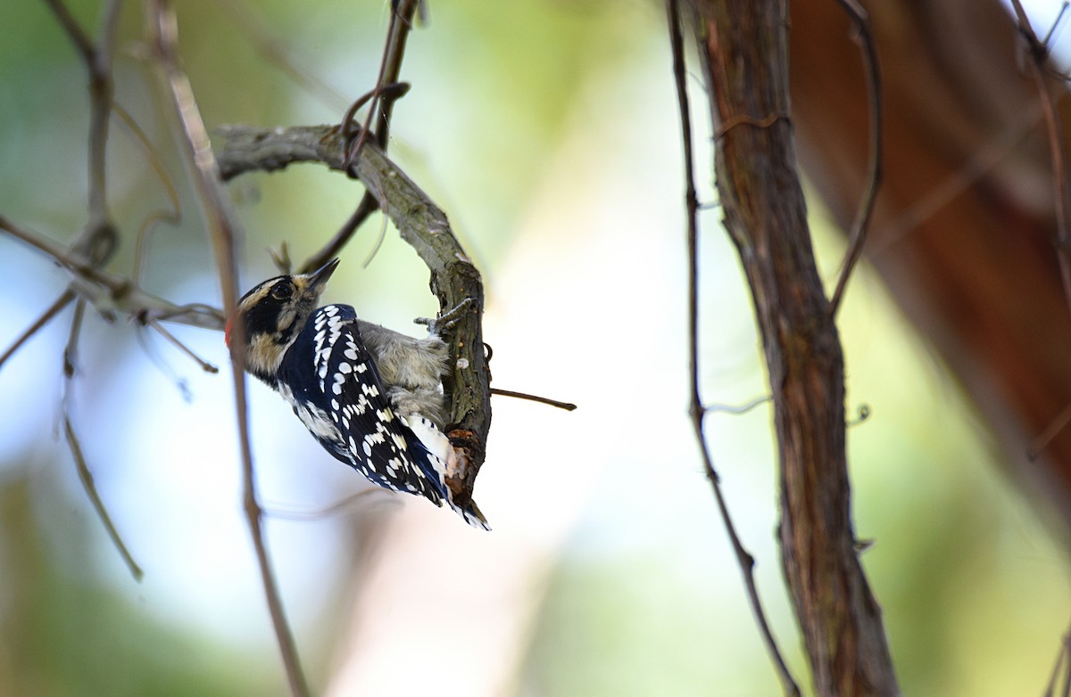 Downy Woodpecker - Glenn Wyatt