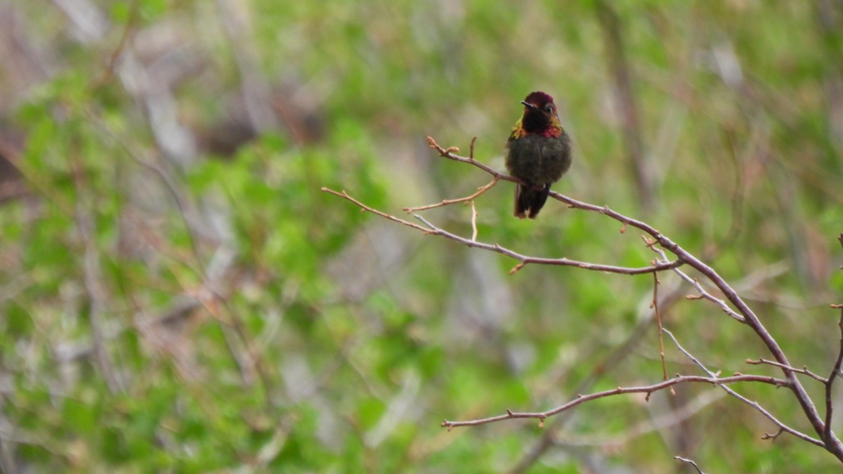 Trochilidae sp. - ML346117421