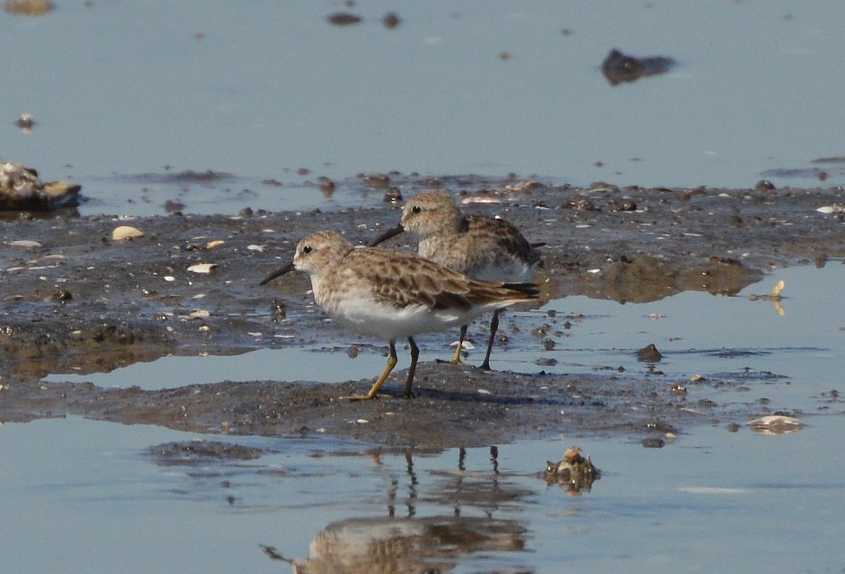 Least Sandpiper - ML34611801