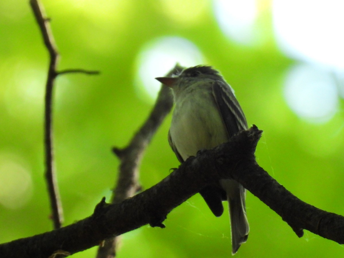 Least Flycatcher - ML346118241