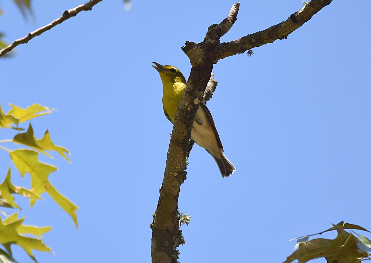 Yellow-throated Vireo - Glenn Wyatt