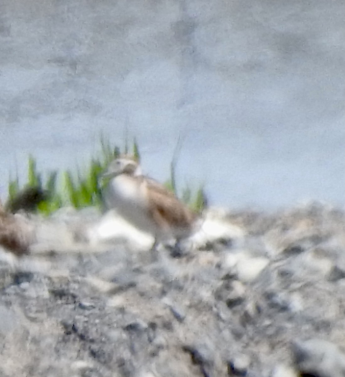 Long-tailed Duck - ML346118471