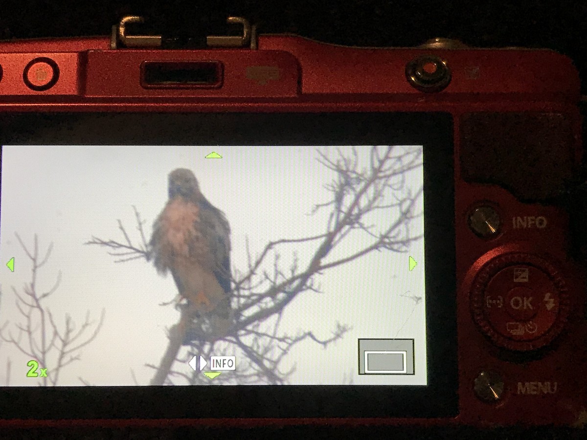 Red-tailed Hawk - ML346118561