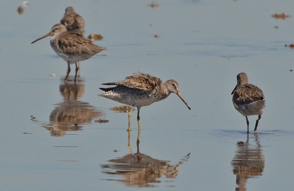 Short-billed Dowitcher - ML34611871