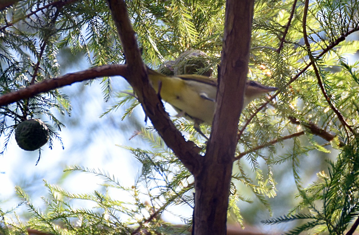 Red-eyed Vireo - ML34611881