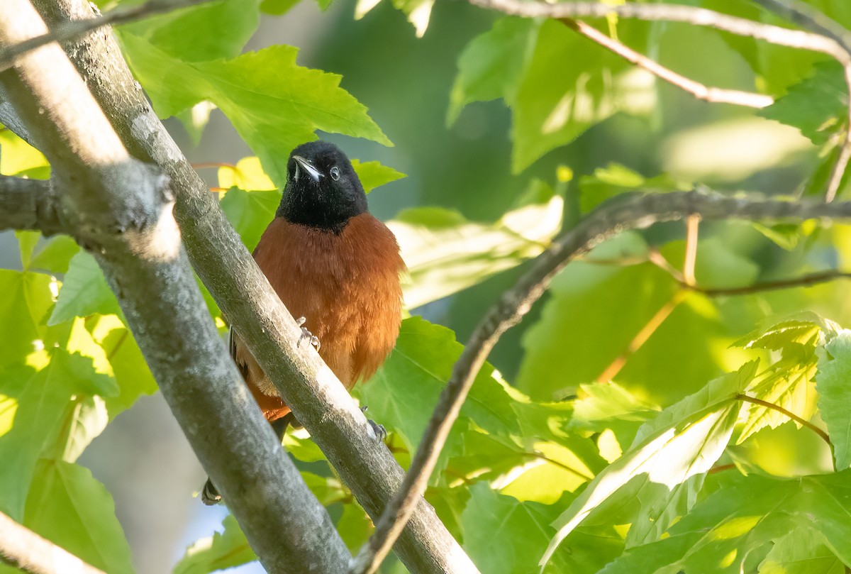Orchard Oriole - Kalpesh Krishna