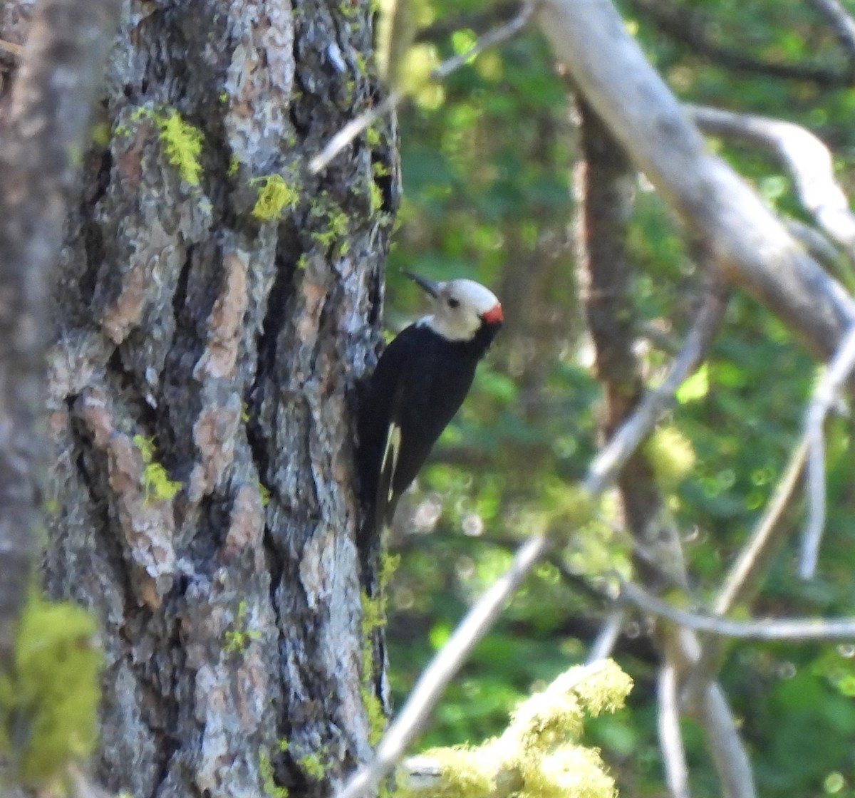 White-headed Woodpecker - ML346120361