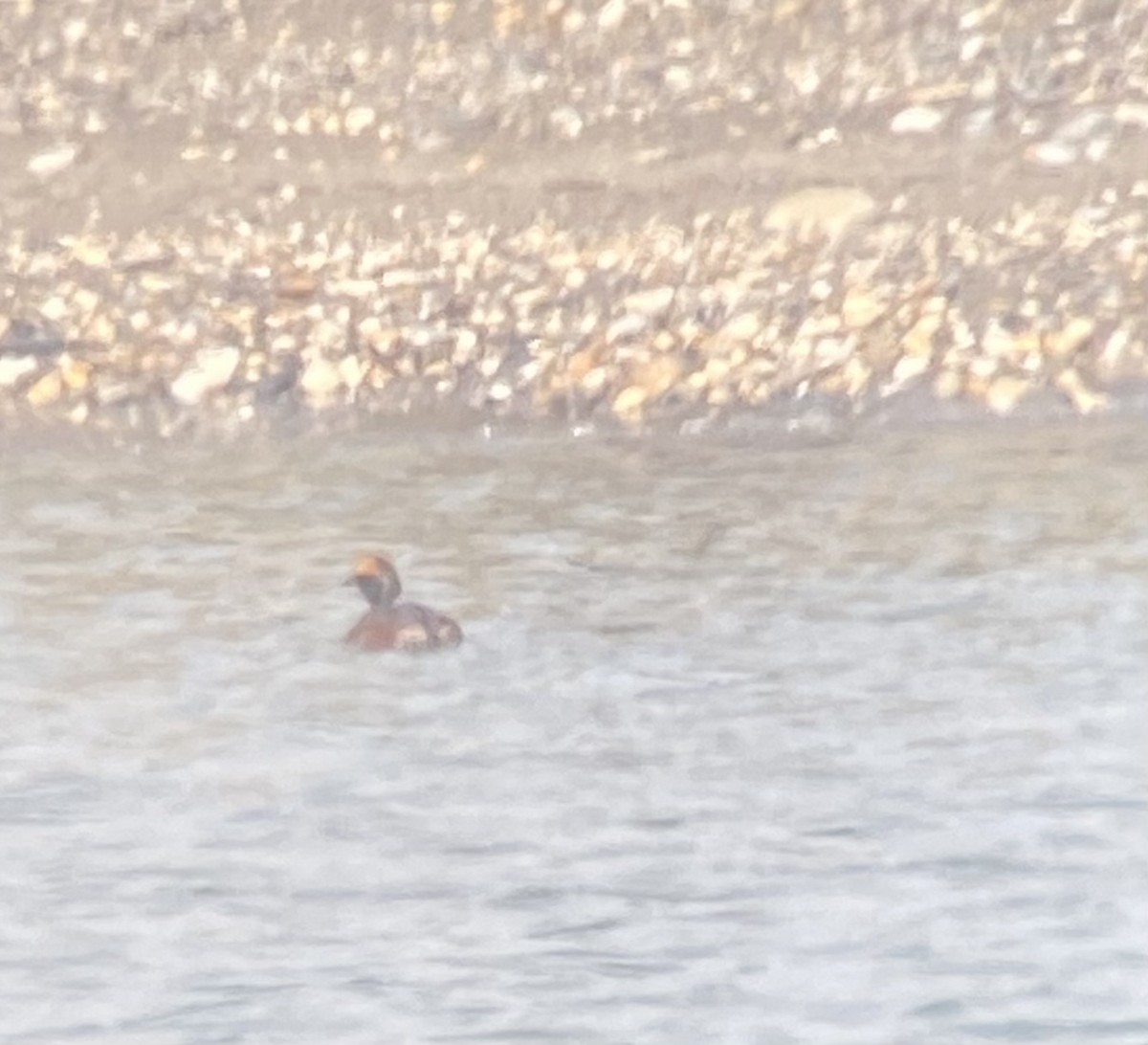 Horned Grebe - Nick Hajdukovich