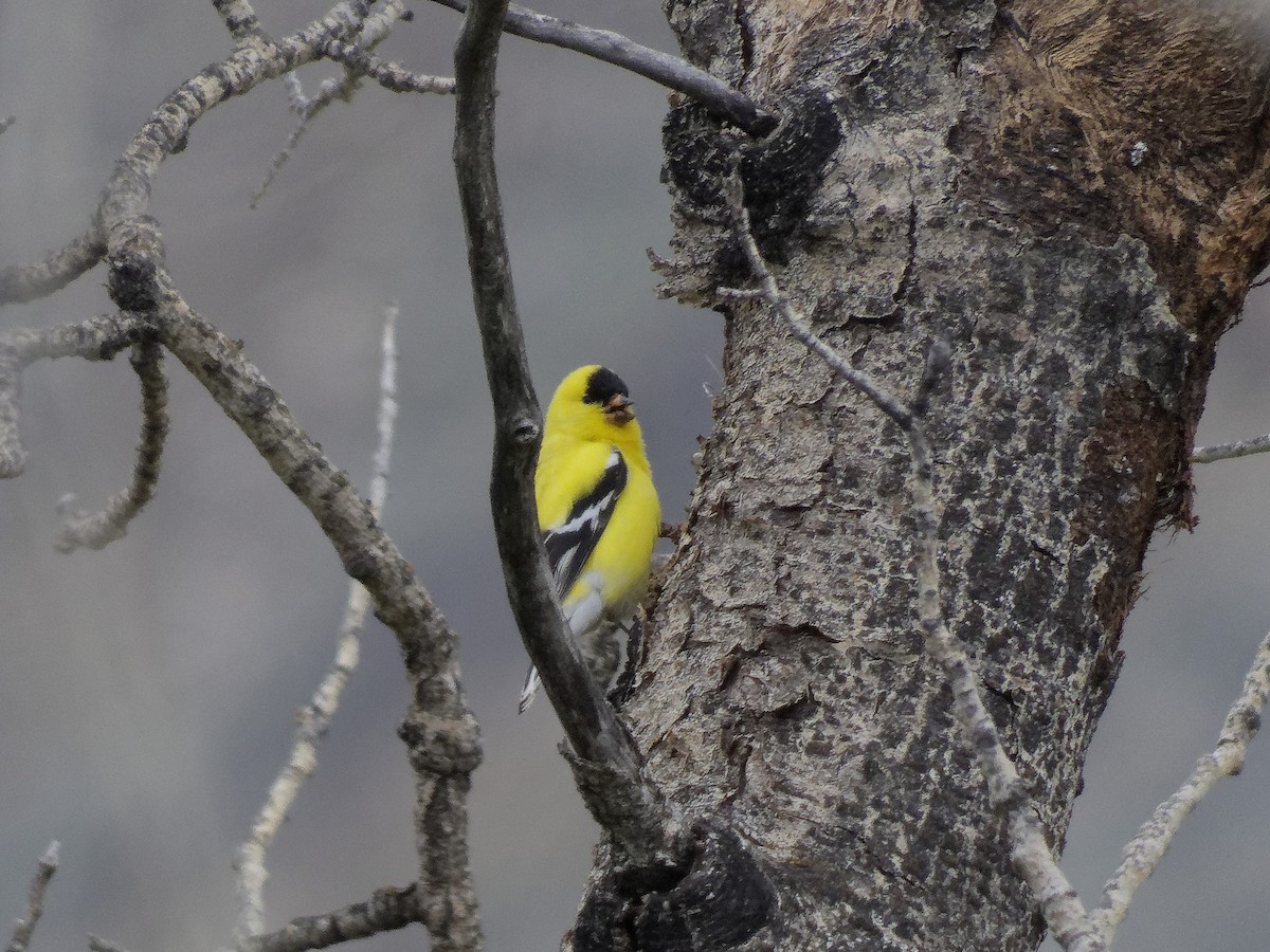 American Goldfinch - Norm & Martine Legault
