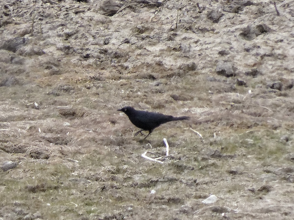 Brewer's Blackbird - ML346121661