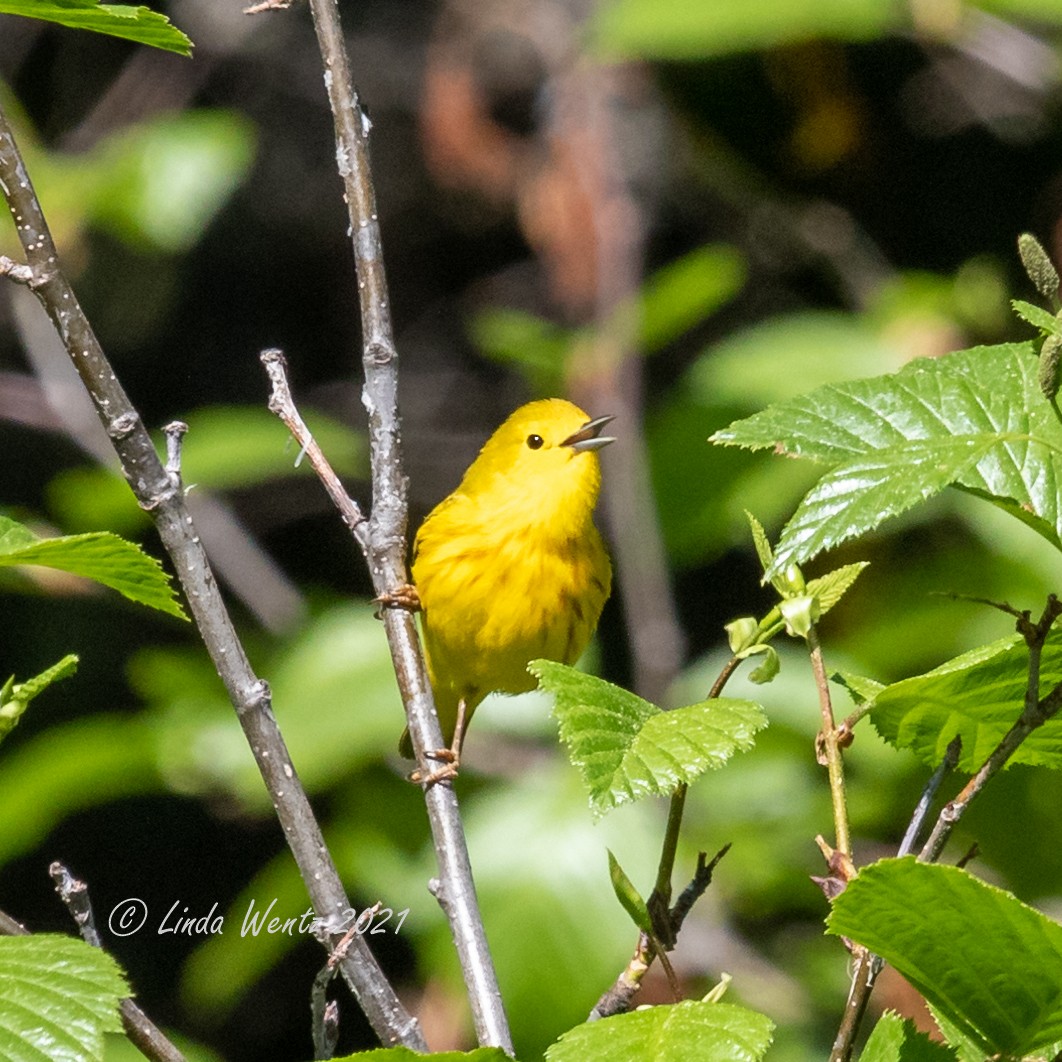 Yellow Warbler (Northern) - Linda Wentz