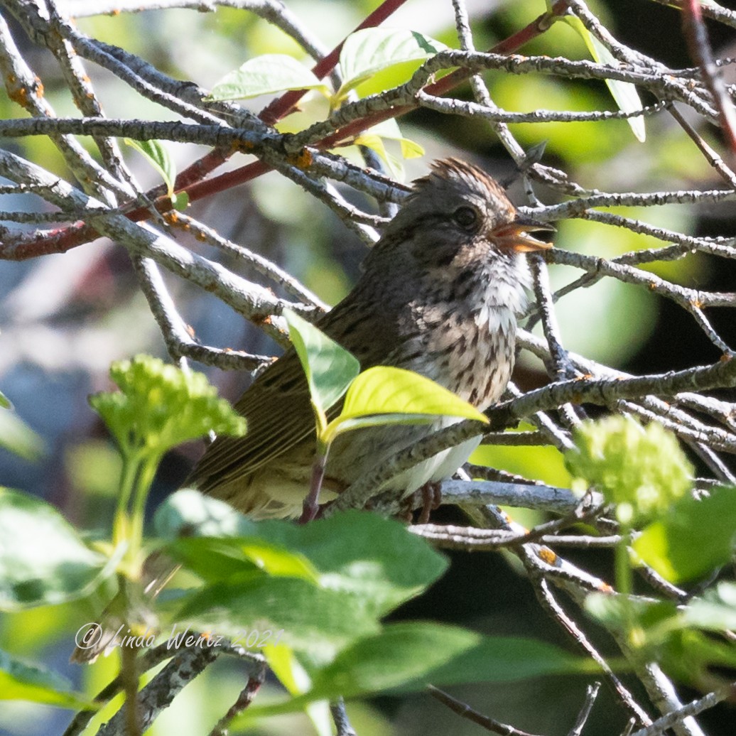 Lincoln's Sparrow - ML346122051