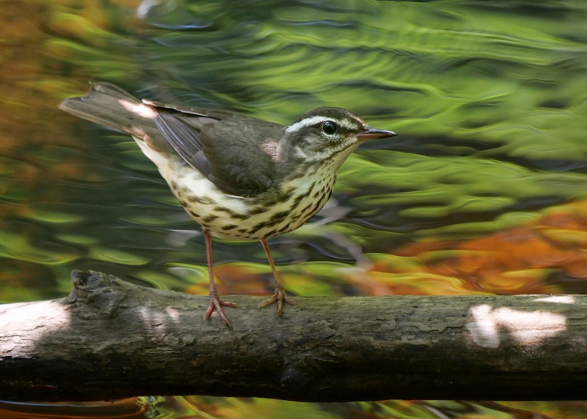 Louisiana Waterthrush - ML346122191