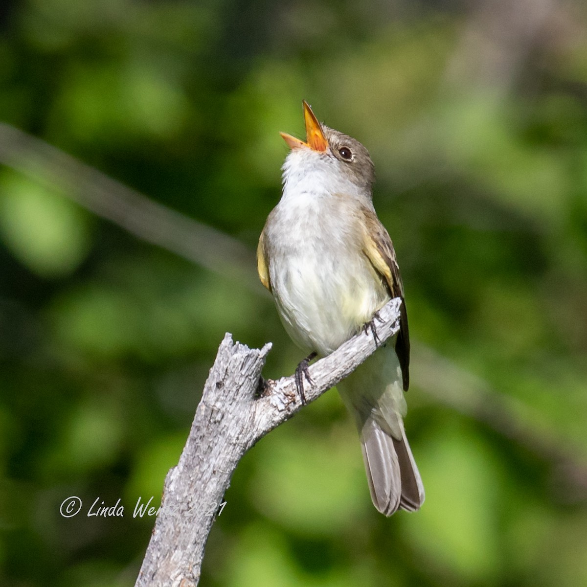 Willow Flycatcher - ML346122231