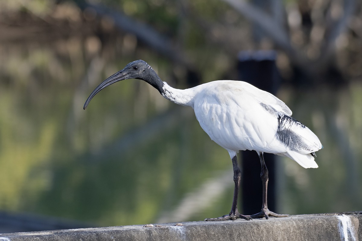 ibis australský - ML346122281