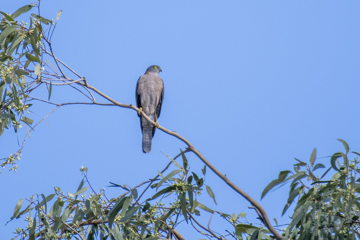 Collared Sparrowhawk - Stephen Murray