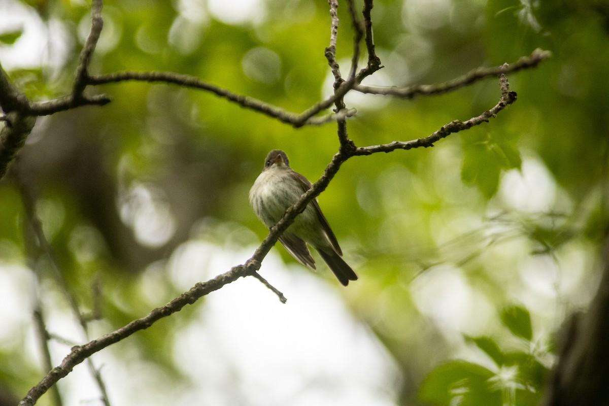 Alder Flycatcher - ML346123741