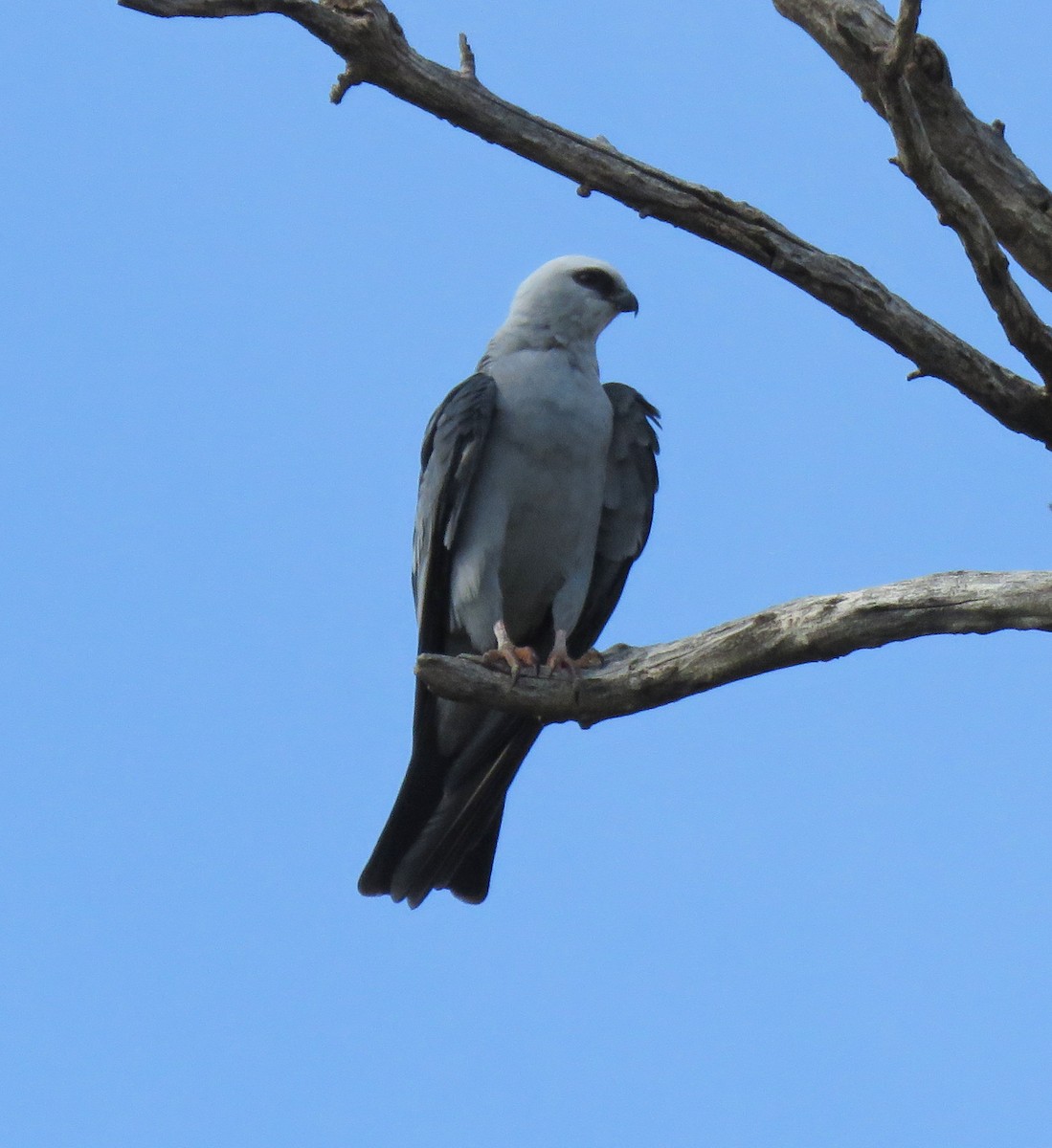 Mississippi Kite - ML346123901