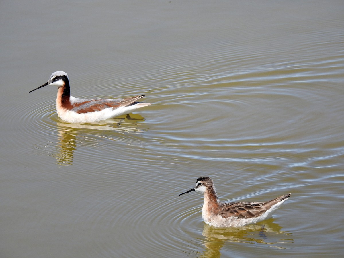 Wilson's Phalarope - ML346123911