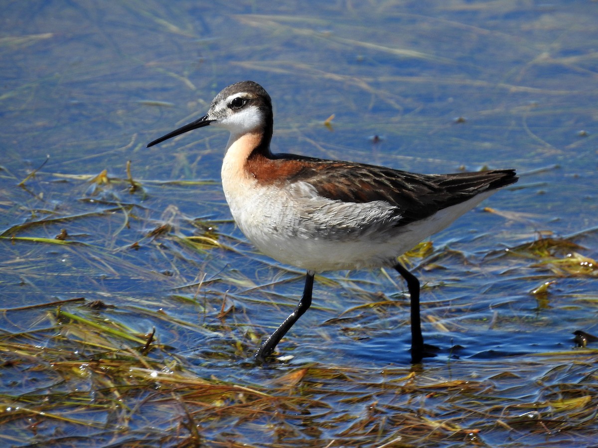 Wilson's Phalarope - ML346124001