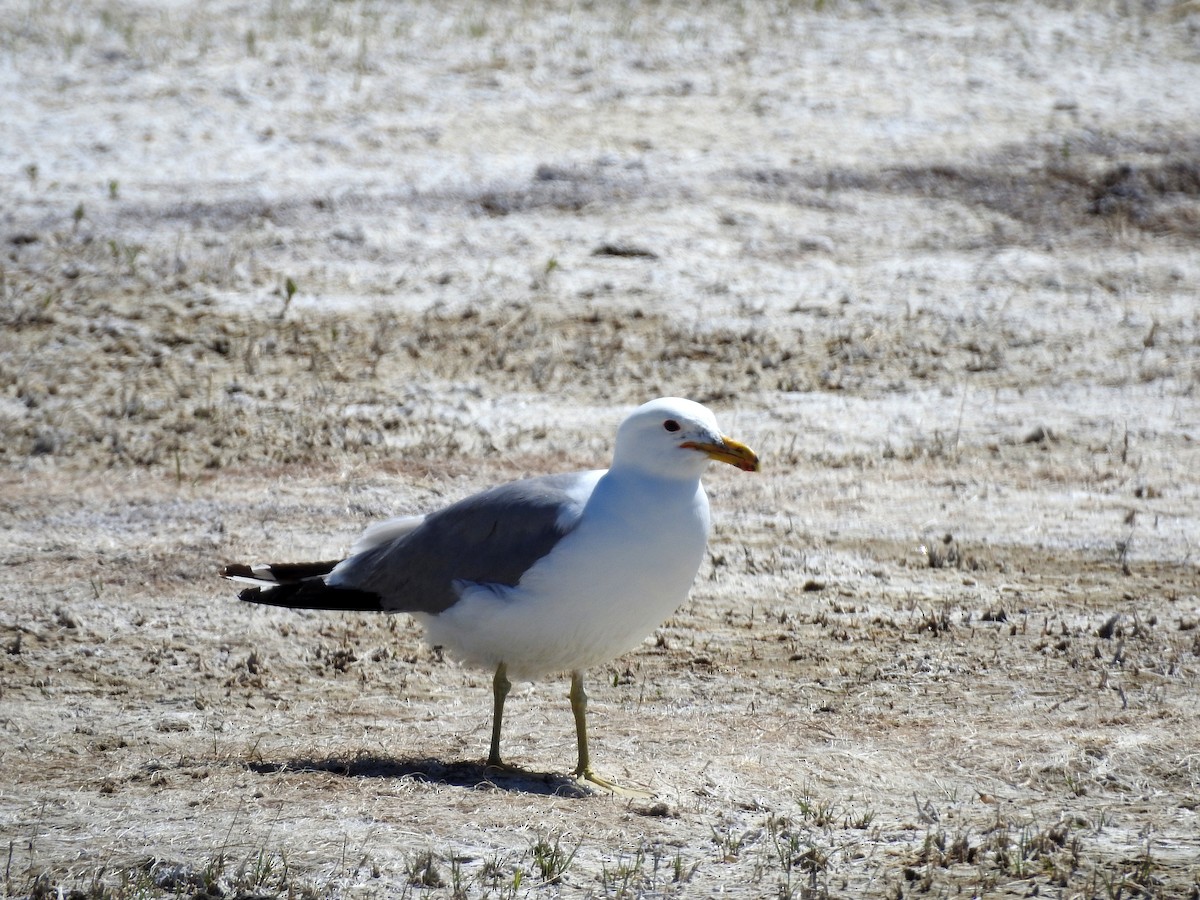 California Gull - ML346124341