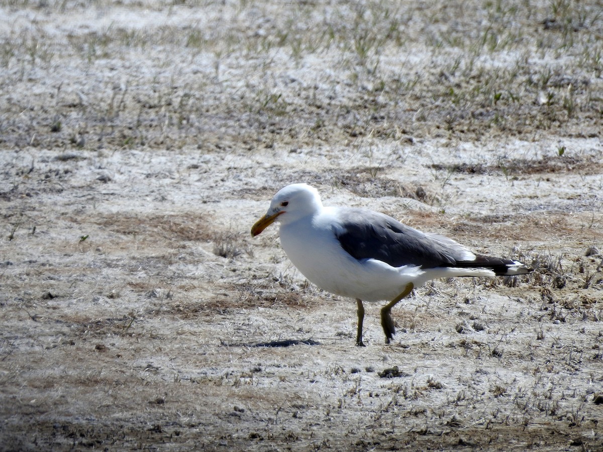 California Gull - ML346124351