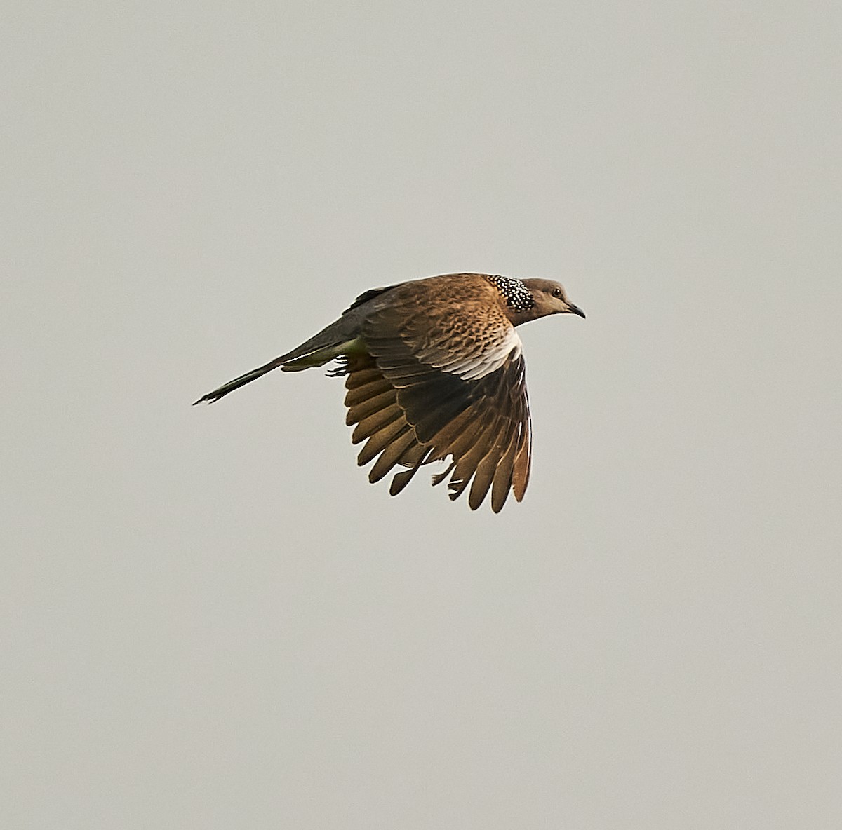 Spotted Dove - ML346124941