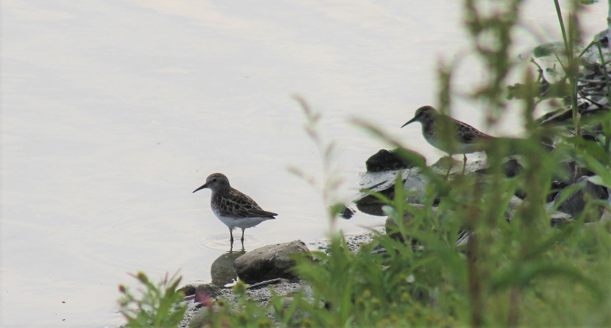 Least Sandpiper - Ed Burgess