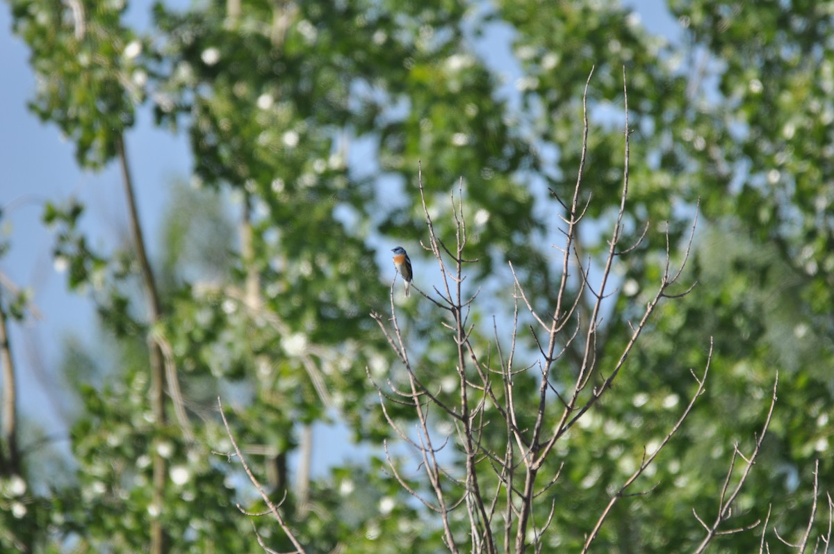 Lazuli Bunting - ML346125881