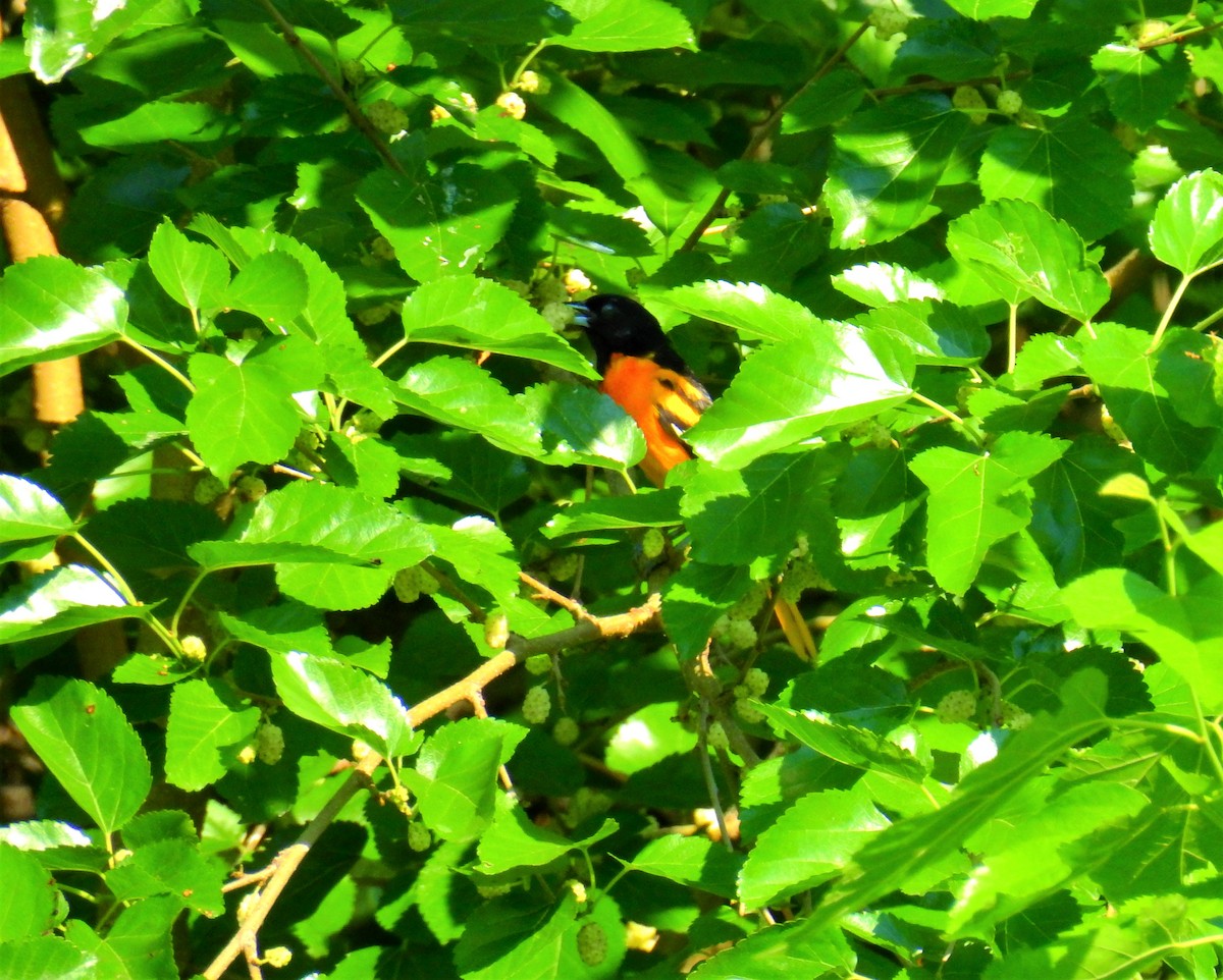 Baltimore Oriole - ML346126981