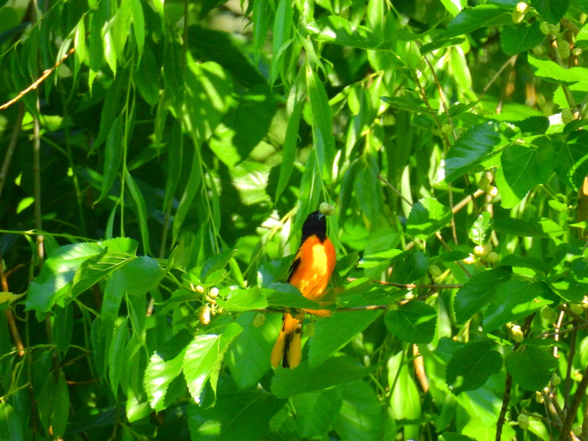 Baltimore Oriole - ML346127011