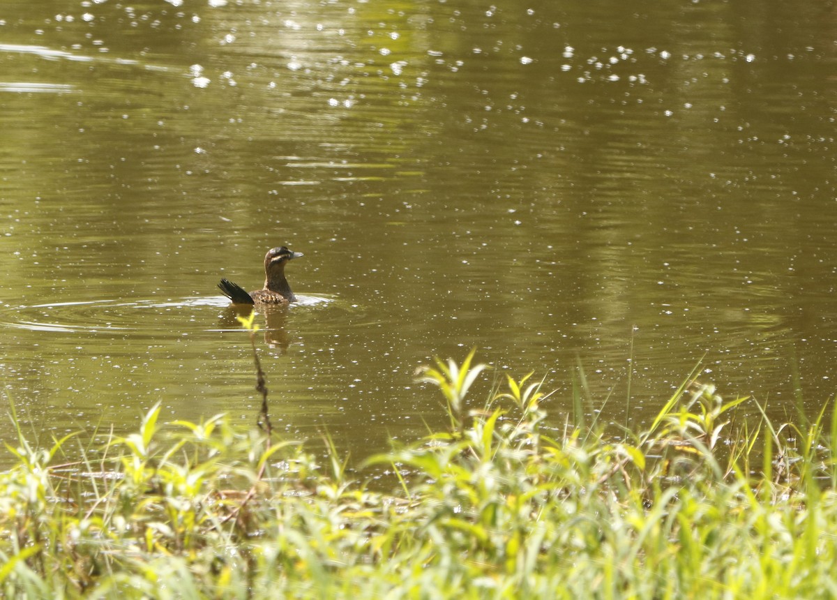 Masked Duck - ML346127081