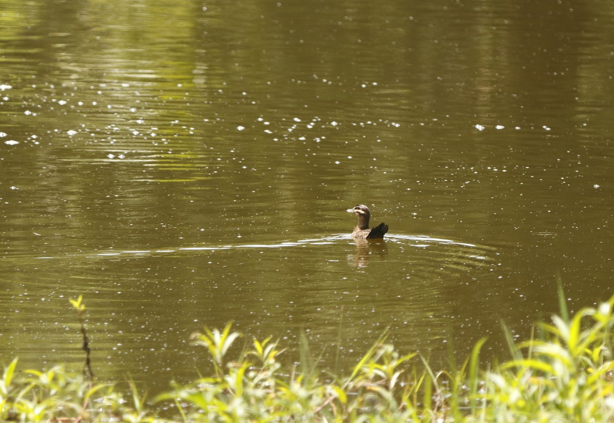 Masked Duck - ML346127161