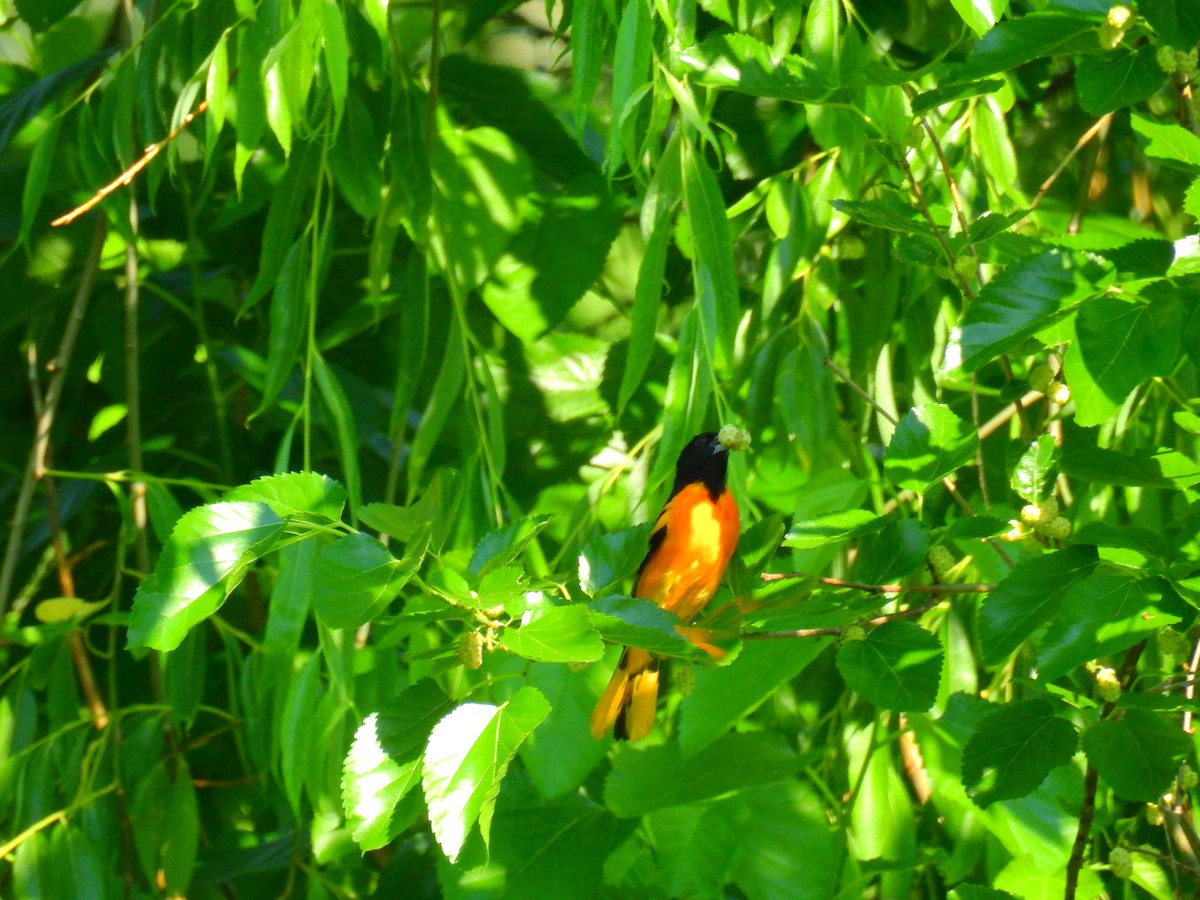 Baltimore Oriole - ML346127221