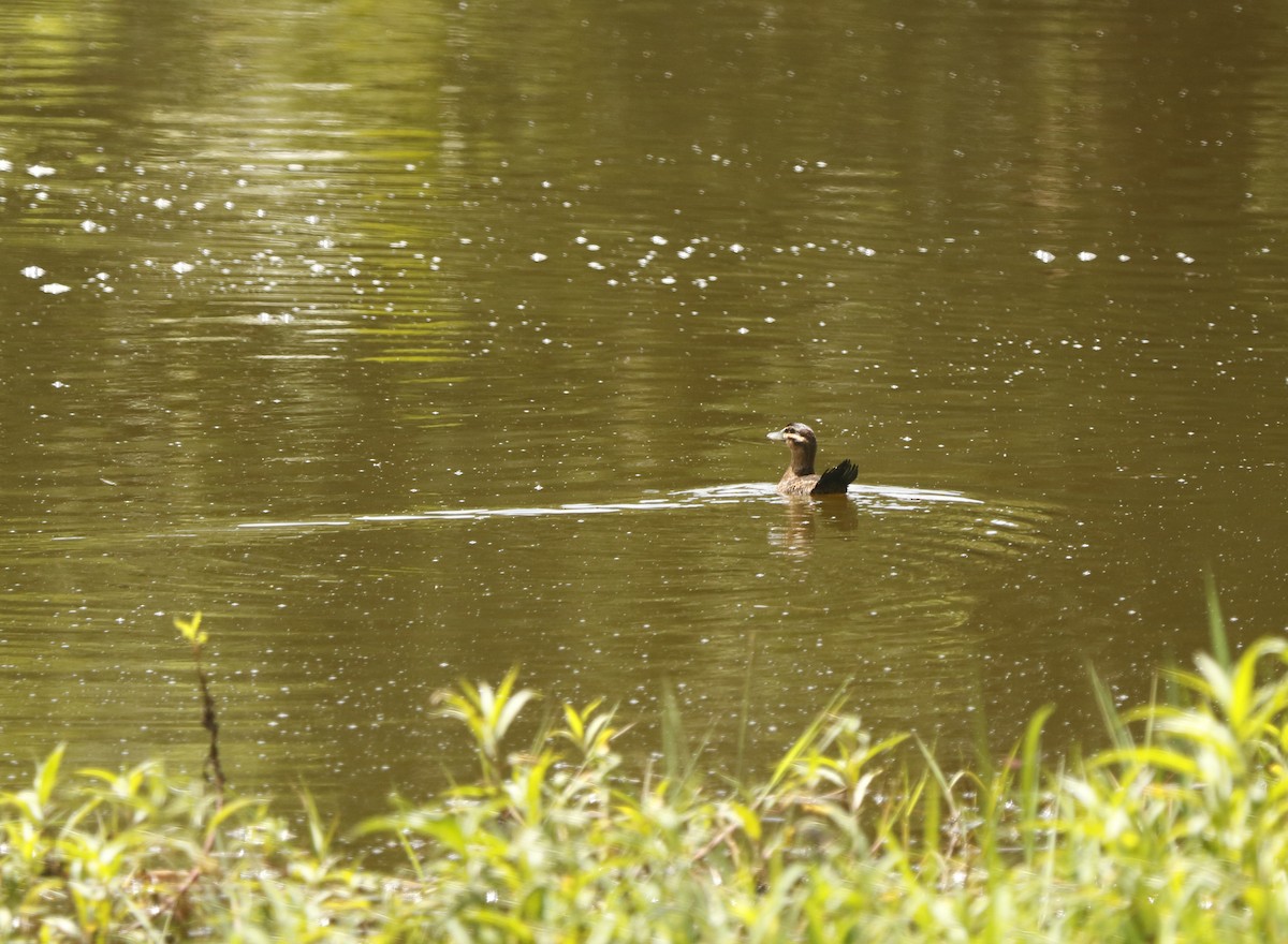 Masked Duck - ML346127271