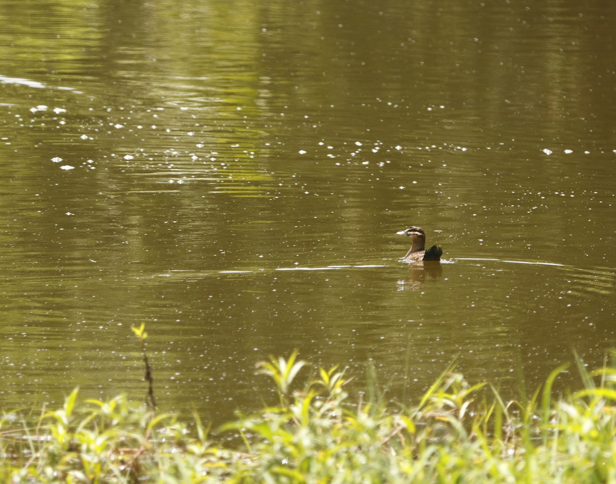 Masked Duck - ML346127281