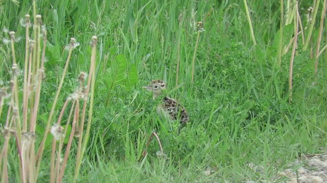 Maubèche des champs - ML346128341